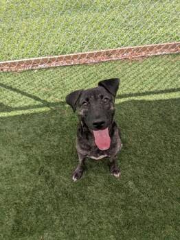 Journey -  Mixed Breed Dog for Adoption in Louisburg, North Carolina - Journey | PetCurious