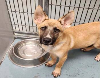 Rigatoni -  German Shepherd Dog Dog for Adoption in Sedalia, Colorado - Rigatoni | PetCurious