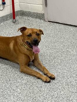 Rescue Mixed Breed Dogs for Adoption in Knoxville, Tennessee - Cash | PetCurious