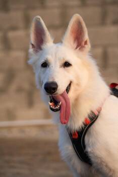 KONA -  German Shepherd Dog Dog for Adoption in Toronto, Ontario - KONA | PetCurious