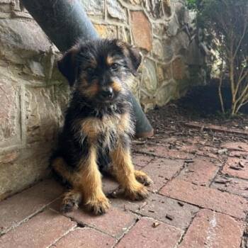 German Shepherd Dog Dogs Available for Adoption in Phoenixville, Pennsylvania - Katydid | PetCurious