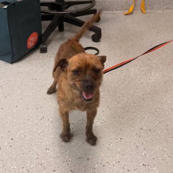 Bellamae -  Border Terrier Dog for Adoption in Indianapolis, Indiana - Bellamae | PetCurious