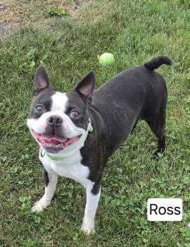 Ross (and friends too) -  Boston Terrier Dog for Adoption in Mclean, Illinois - Ross (and Friends Too) | PetCurious