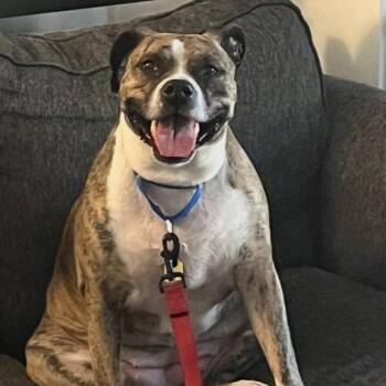 Pit Bull Terrier Dogs Available for Adoption - Nala | PetCurious