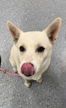 Annie -  Husky and Mixed Breed Dog Available for Adoption in Yankton, South Dakota - Annie | PetCurious