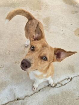 Lily -  Terrier and Dachshund Dog for Adoption in Canyon Lake, Texas - Lily | PetCurious