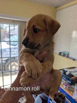 Cinnamon Roll - Maple -  Mountain Cur and Staffordshire Bull Terrier Dog for Adoption in Lakeland, Florida - Cinnamon Roll - Maple | PetCurious