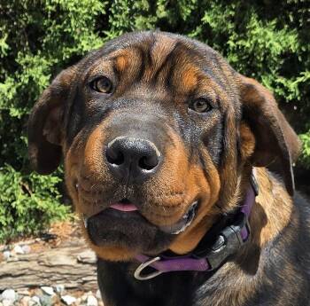 Darling Lil Ms Delores - Adorable Rottie Pei Pup -  Rottweiler and Shar Pei Dog for Adoption in North Valley, New Mexico - Darling Lil Ms Delores - Adorable Rottie Pei Pup | PetCurious