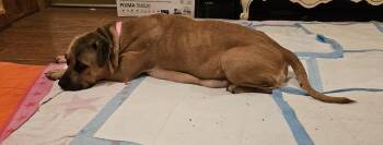 Mixed Breed Dogs Available for Adoption - Sandy (26-033 D) | PetCurious