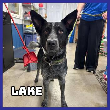 Lake -  Australian Cattle Dog Blue Heeler and Border Collie Dog for Adoption in Glenwood, Minnesota - Lake | PetCurious