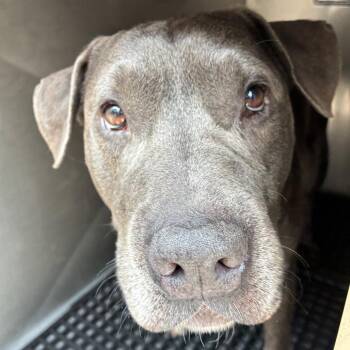 Merlin -  Pit Bull Terrier Dog for Adoption in Philadelphia, Pennsylvania - Merlin | PetCurious