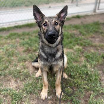 DODGER -  German Shepherd Dog Dog for Adoption in Modesto, California - DODGER | PetCurious