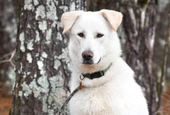 Shepherd and Husky Dogs Available for Adoption - Salus #22127 | PetCurious