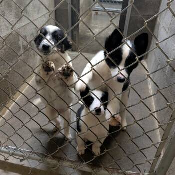 Border Collie and Australian Cattle Dog Blue Heeler Dogs Available for Adoption - 3 Puppies  | PetCurious