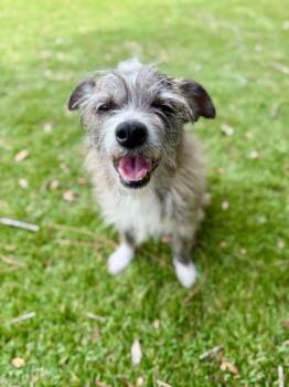 Yorkshire Terrier and Chihuahua Dogs Available for Adoption in Daytona Beach, Florida - JR - 1 | PetCurious