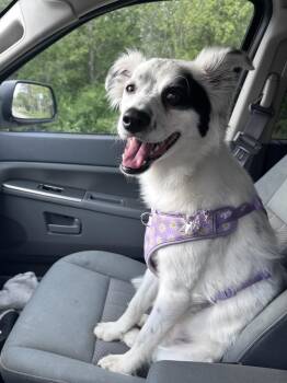 Australian Shepherd Dogs Available for Adoption in Bull Valley, Illinois - Eevie | PetCurious
