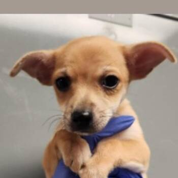 Churro -  Chihuahua Dog for Adoption in Copiague, New York - Churro | PetCurious