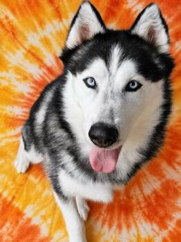 Lupetto -  Husky and Mixed Breed Dog for Adoption in West Chester, Pennsylvania - Lupetto | PetCurious