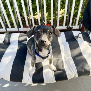 Rescue Chihuahua and Wirehaired Terrier Dogs for Adoption in Morgan Hill, California - KEVIN | PetCurious
