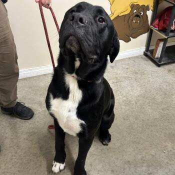 Bullmastiff Dogs Available for Adoption in Butler, Kentucky - Major | PetCurious