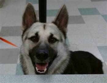 A480813 -  German Shepherd Dog Dog for Adoption in Oklahoma City, Oklahoma - A480813 | PetCurious