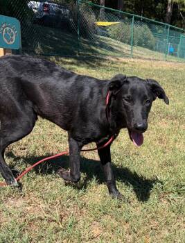 Benson -  Labrador Retriever Dog for Adoption in Little Rock, Arkansas - Benson | PetCurious