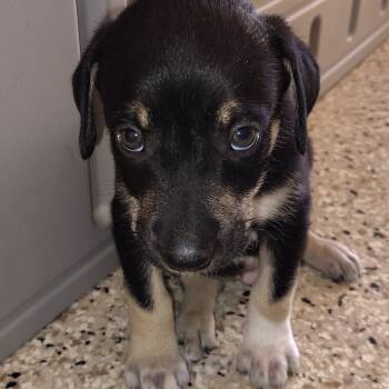 Rescue Mixed Breed Dogs for Adoption in Loxahatchee Groves, Florida - SIMBA 8457 | PetCurious