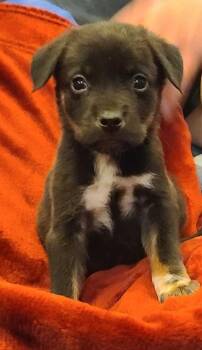 Mixed Breed Dogs Available for Adoption in Rockland, Wisconsin - Chimichanga | PetCurious