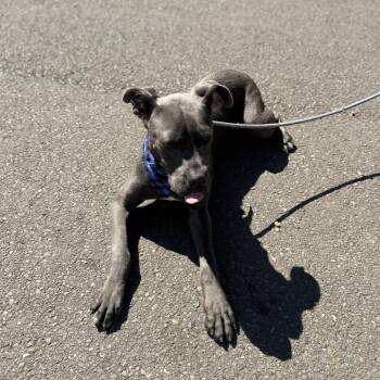Zero -  Cane Corso and Pit Bull Terrier Dog for Adoption in Newberg, Oregon - Zero | PetCurious