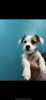 Rescue Jack Russell Terrier and Chihuahua Dogs for Adoption in Citrus Heights, California - Lulu - The Sweet Baby | PetCurious
