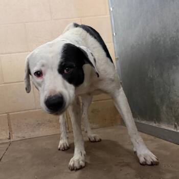Edwina -  Pit Bull Terrier and Mixed Breed Dog for Adoption in Edinburg, Texas - Edwina | PetCurious