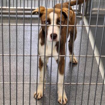 Retriever Dogs Available for Adoption in Montgomery, Alabama - Donna | PetCurious