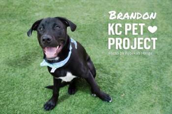 Brandon -  Mixed Breed Dog for Adoption in Kansas City, Missouri - Brandon | PetCurious