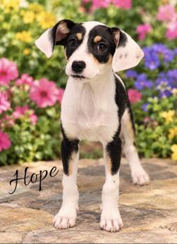 Hope -  Rat Terrier and Beagle Dog for Adoption in Fairfield, Connecticut - Hope | PetCurious