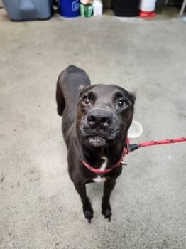 Rescue Mixed Breed Dogs for Adoption in Jacksonville, Florida - VADOR | PetCurious