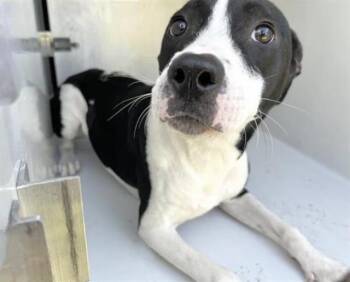 American Staffordshire Terrier and Mixed Breed Dogs Available for Adoption in Houston, Texas - LINA | PetCurious