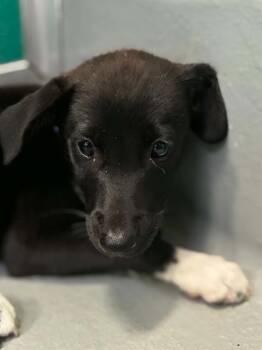 A255471 -  Border Collie and Mixed Breed Dog for Adoption in Visalia, California - A255471 | PetCurious