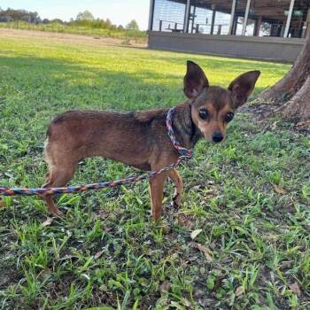 Figlet -  Chihuahua and Mixed Breed Dog for Adoption in Carencro, Louisiana - Figlet | PetCurious