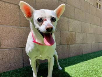SOPHIE -  Chihuahua and Mixed Breed Dog for Adoption in Moreno Valley, California - SOPHIE | PetCurious