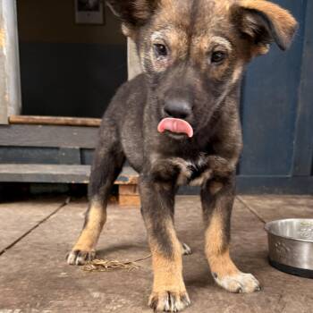 Rescue German Shepherd Dog Dogs for Adoption in Addison, Ontario - Palmer | PetCurious