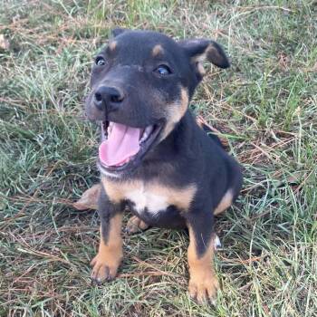 Lucy -  German Shepherd Dog Dog for Adoption in Glocester, Rhode Island - Lucy | PetCurious