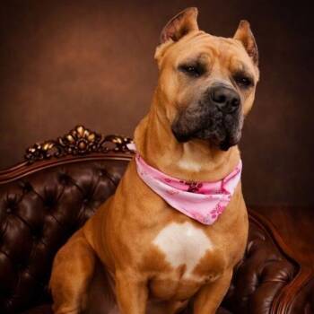 Cane Corso Dogs Available for Adoption - Brandy Belle  | PetCurious