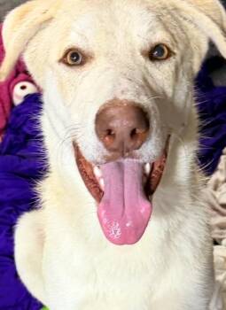 German Shepherd Dog and Husky Dogs Available for Adoption - Loki | PetCurious
