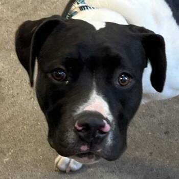 Millie -  Mixed Breed Dog for Adoption in Las Cruces, New Mexico - Millie | PetCurious