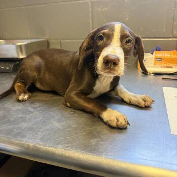 River -  Hound and Mixed Breed Dog for Adoption in Tuscaloosa, Alabama - River | PetCurious