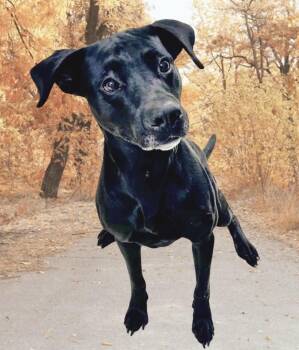 Luther -  Labrador Retriever and Hound Dog for Adoption in Westfield, New York - Luther | PetCurious