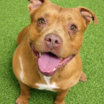 Pit Bull Terrier Dogs Available for Adoption in Battle Creek, Michigan - Rex | PetCurious