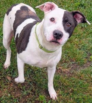 ETHEL -  Labrador Retriever and Mixed Breed Dog for Adoption in Akron, Ohio - ETHEL | PetCurious