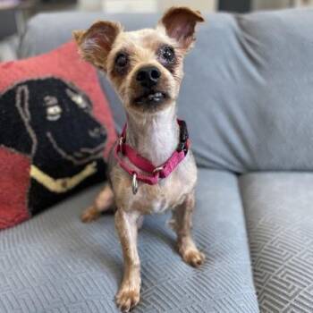 Jasper -  Yorkshire Terrier and Mixed Breed Dog for Adoption in Wheaton, Illinois - Jasper | PetCurious
