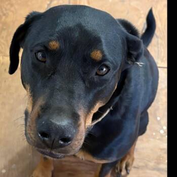 Rottweiler and Mixed Breed Dogs Available for Adoption in Kingman, Kansas - Remi | PetCurious